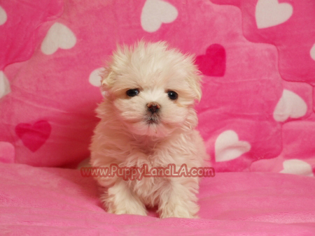 maltese puppy